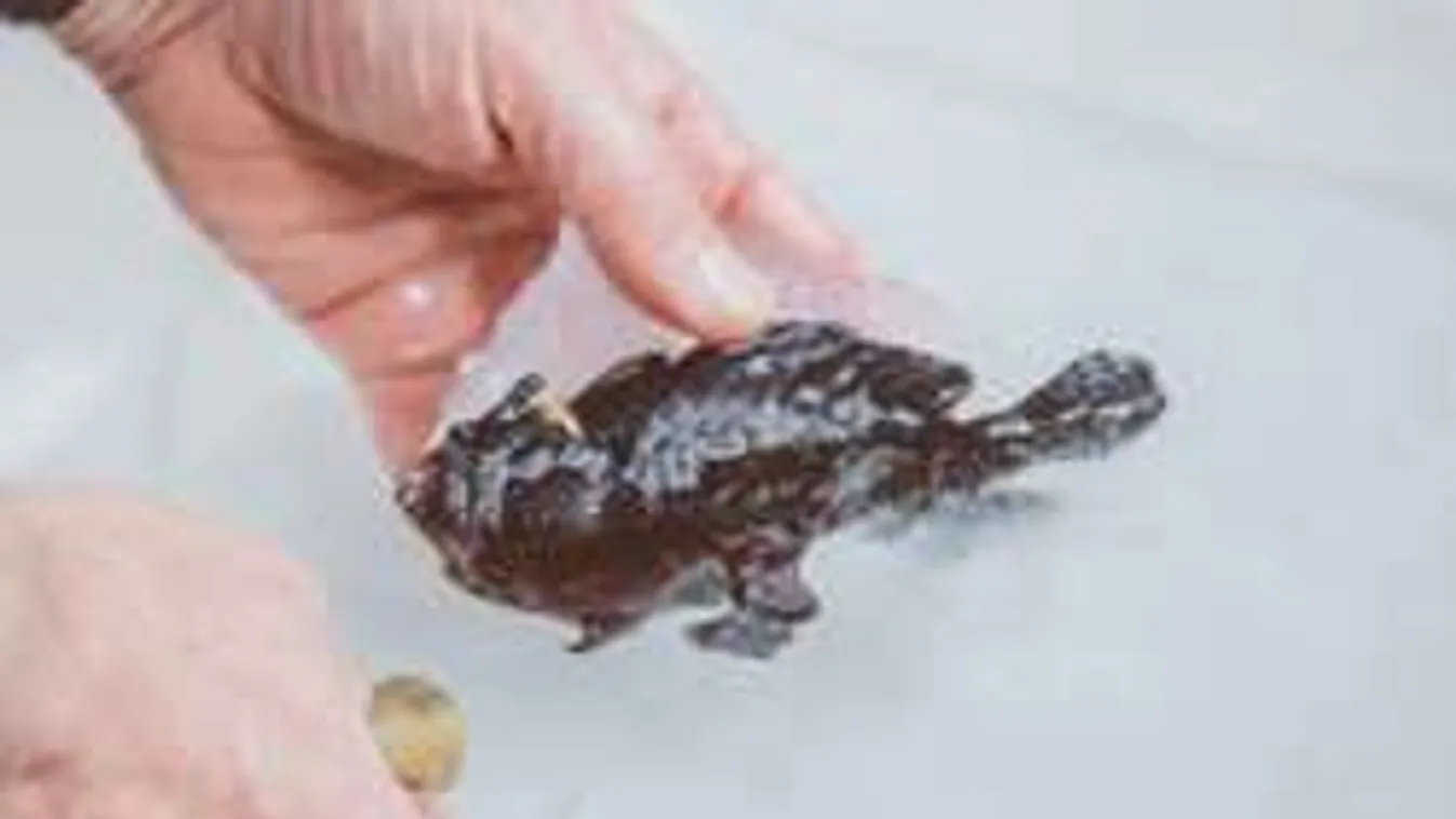 A világ legcukibb vízi szörnyét fedezték fel!