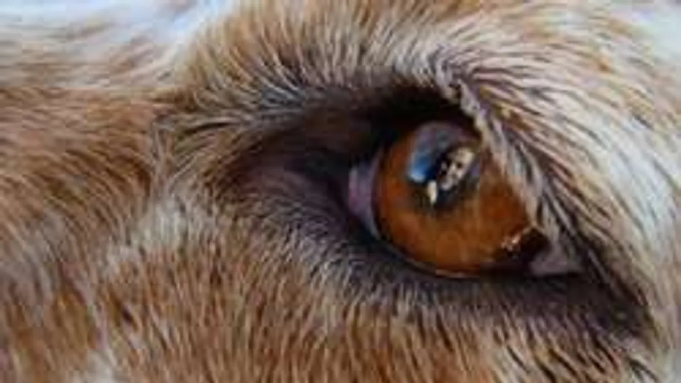 Baseballütővel verte agyon a kiskutyát a deteki mészáros