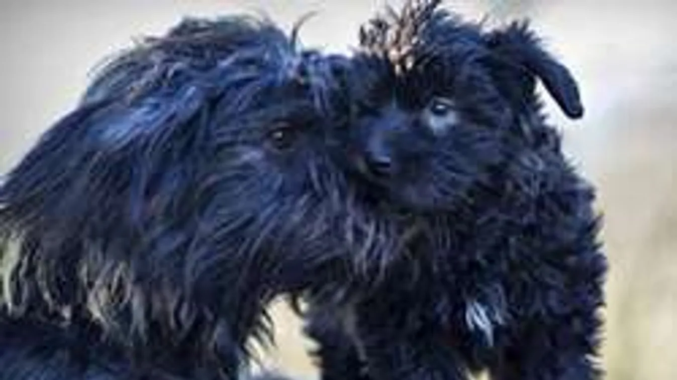 Eszméletlen, mennyi mindent kibírt ez a két kutyus!