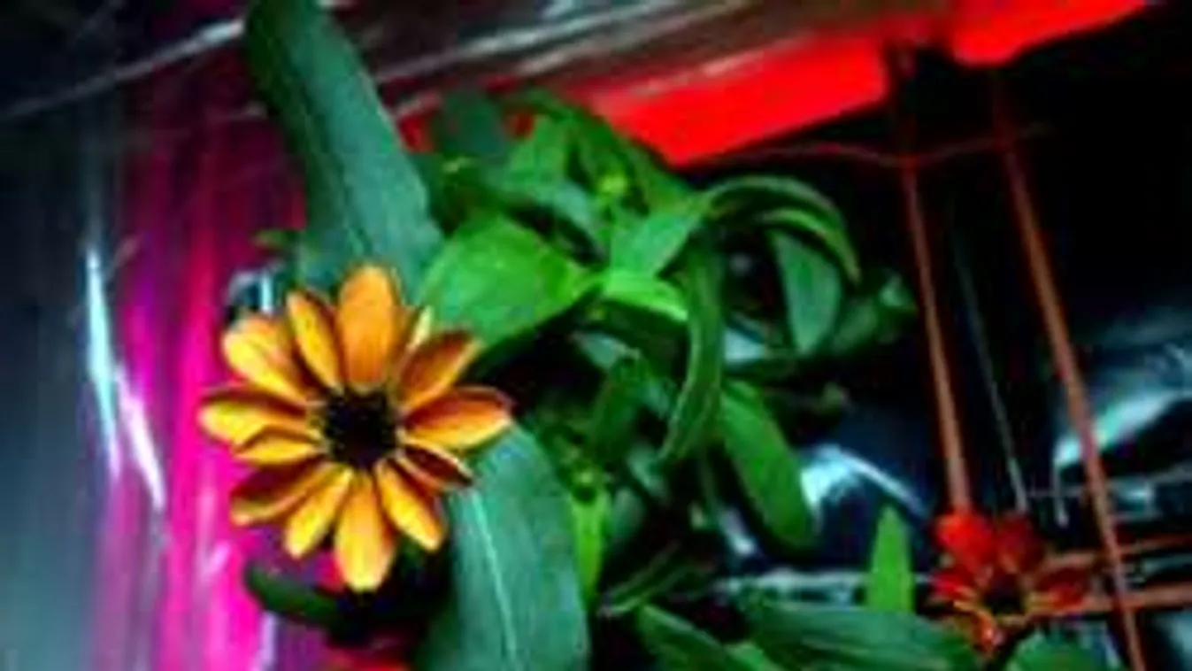 Kinyílt az első virág a világűrben!