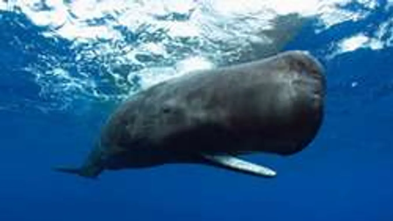 Óriási bálna vetődött partra Angliában, ilyet még nem láttál!