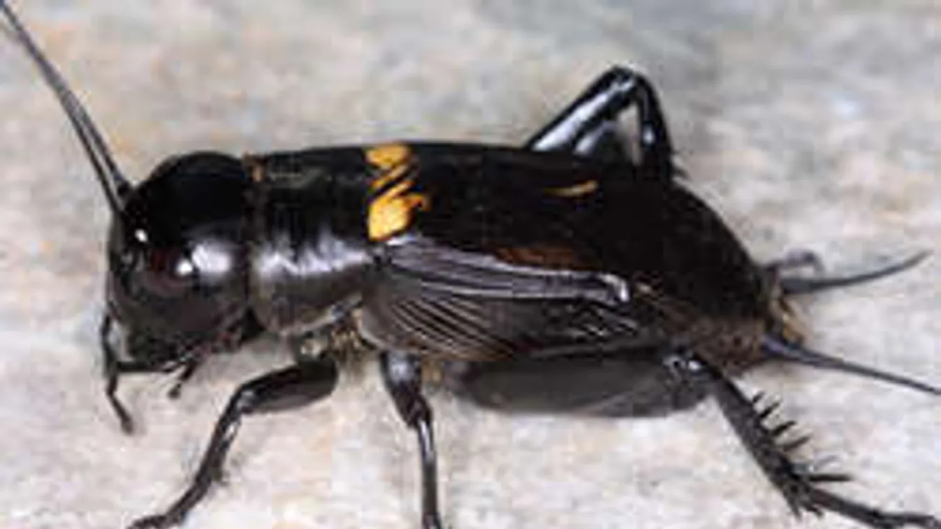 Máris megvan 2016 sztárállata!