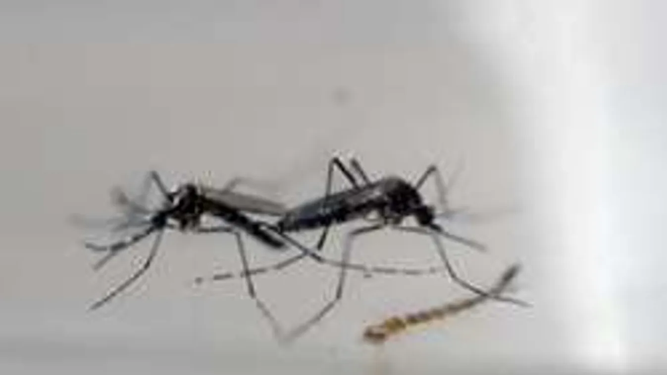 Rettegő nők, összetört családok. Ez történik, ha felüti fejét a Zika-vírus