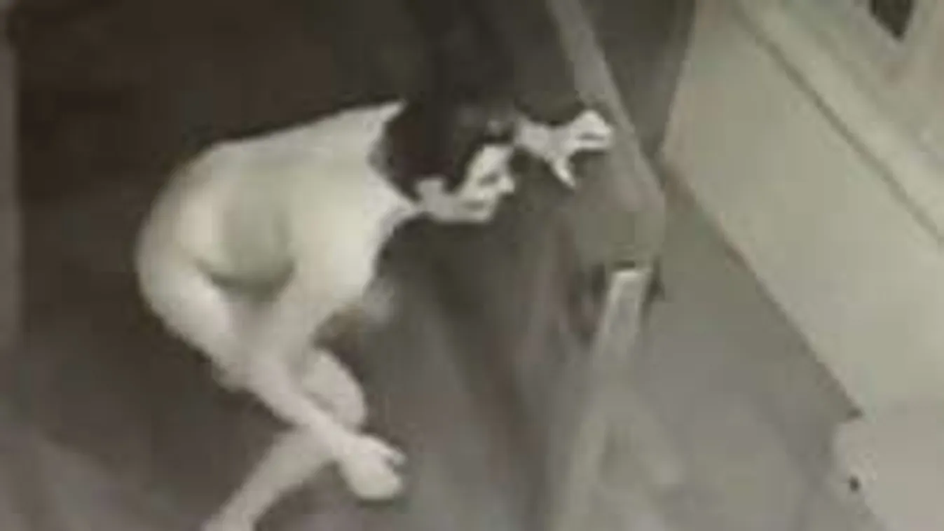 Pucér, maszkos kukkoló leselkedett a tévésztár házánál! - videó