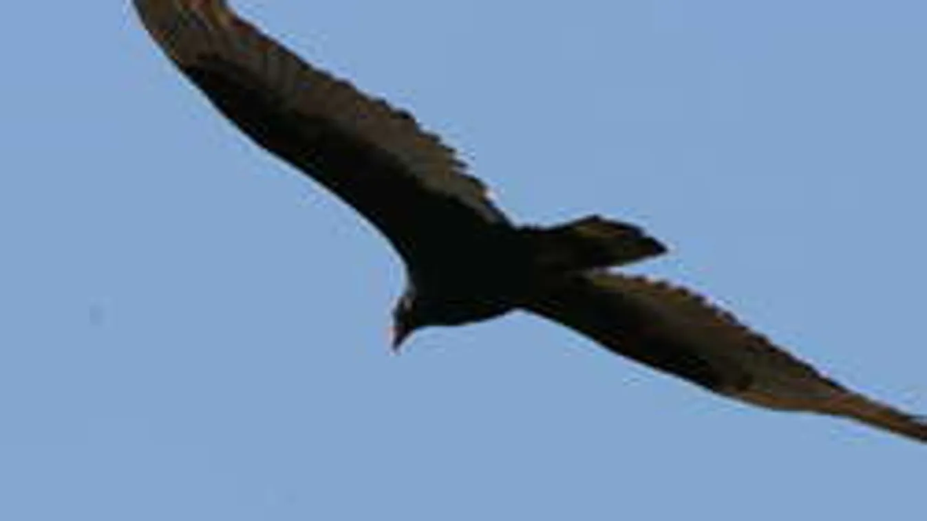 Kémkedéssel gyanúsítottak meg egy izraeli keselyűt