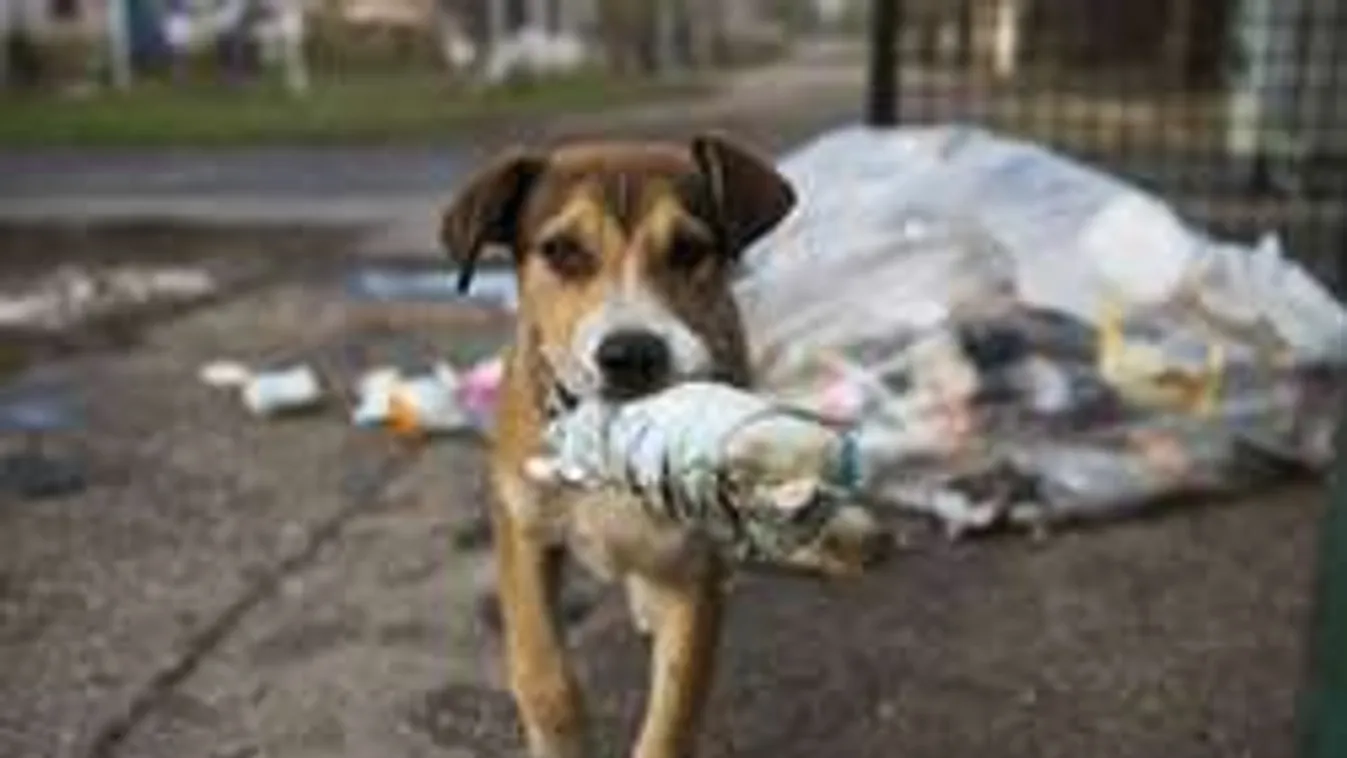 Brutális állatkínzók lepték el Pécs környékét