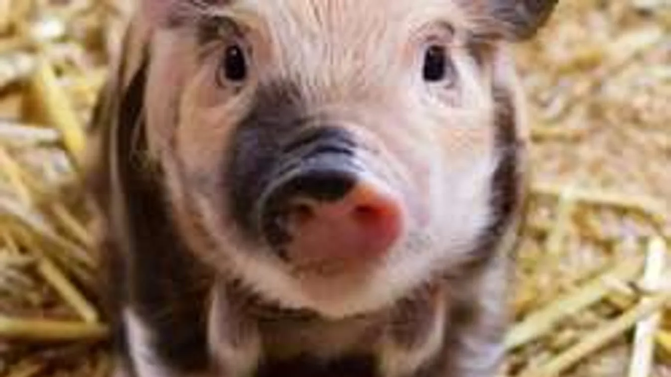 Mutáns majomdisznó videója sokkolja a világot - videó