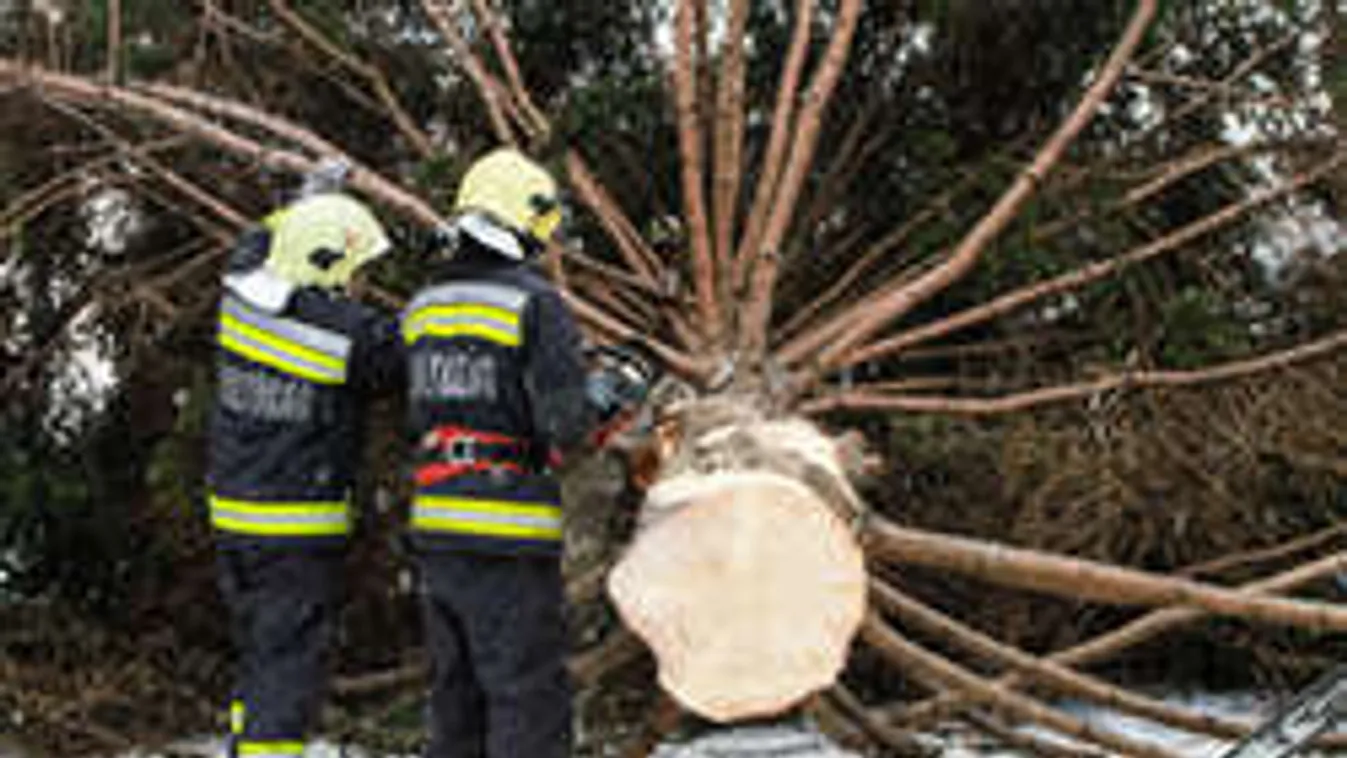 Ez lesz az ország karácsonyfájának sorsa!