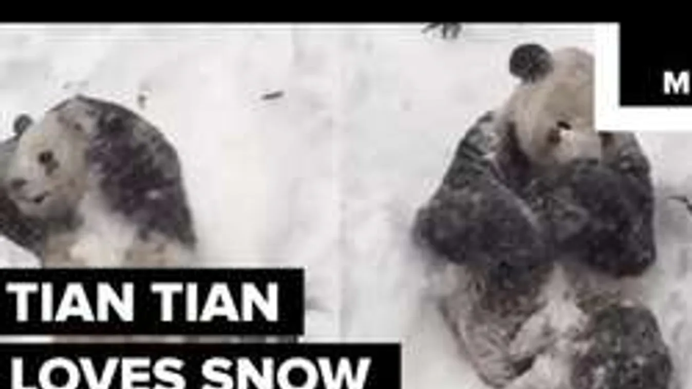 Panda így még nem örült a méteres hónak! - videó