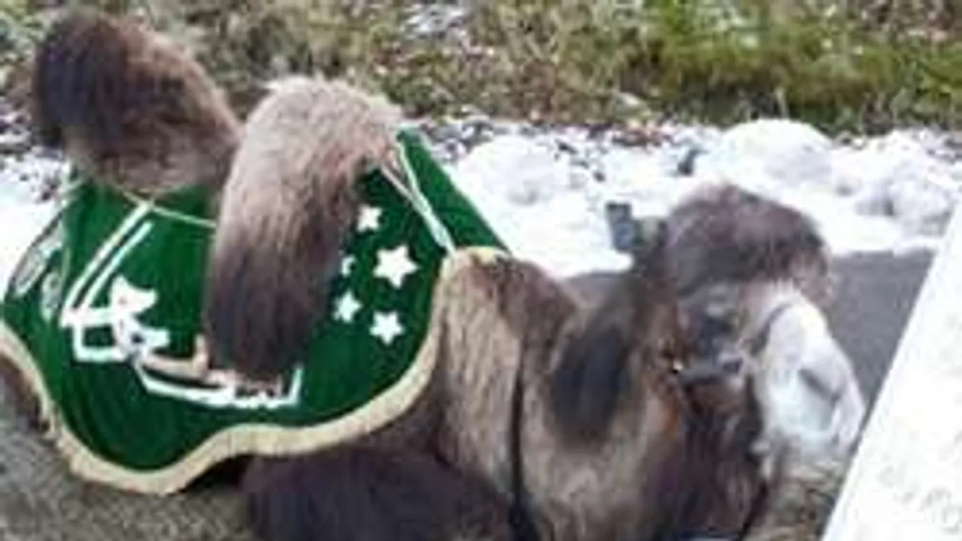 Vigyázz! Tevével nem mehetsz síugróversenyre