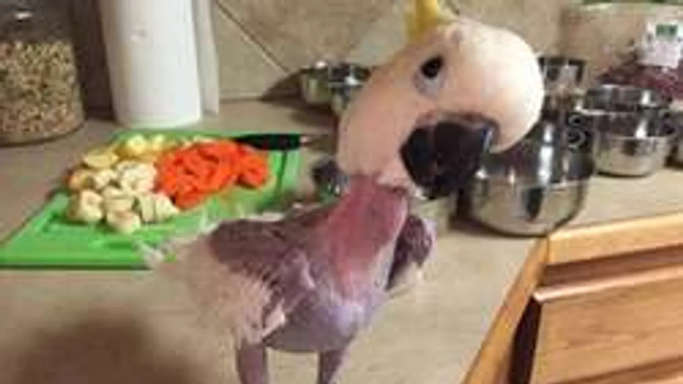 Apró pulóverek tartják melegen a depressziós papagájt