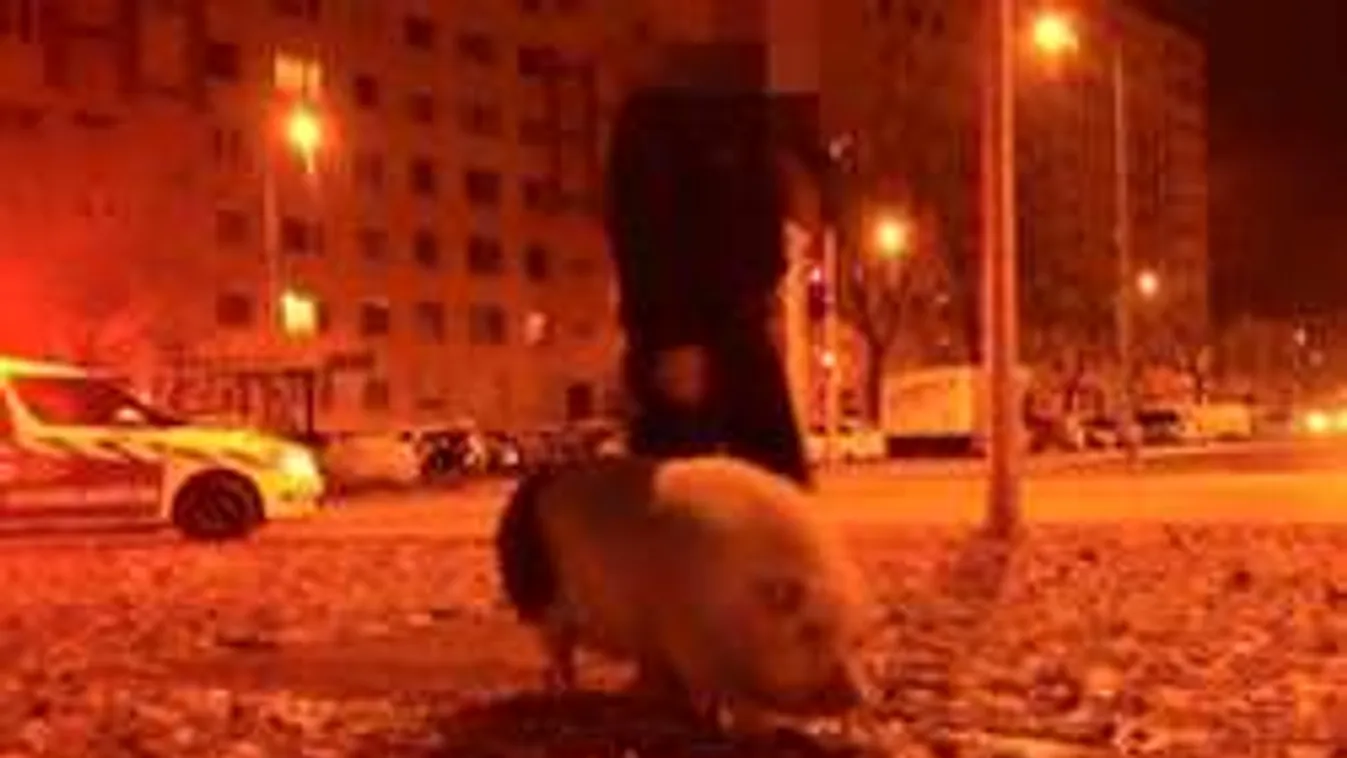 Szökött sertést tartóztattak le a XV. kerületben