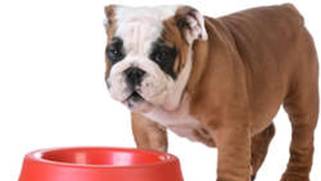 Már olcsóbb hússal etetni a kutyát, mint táppal!