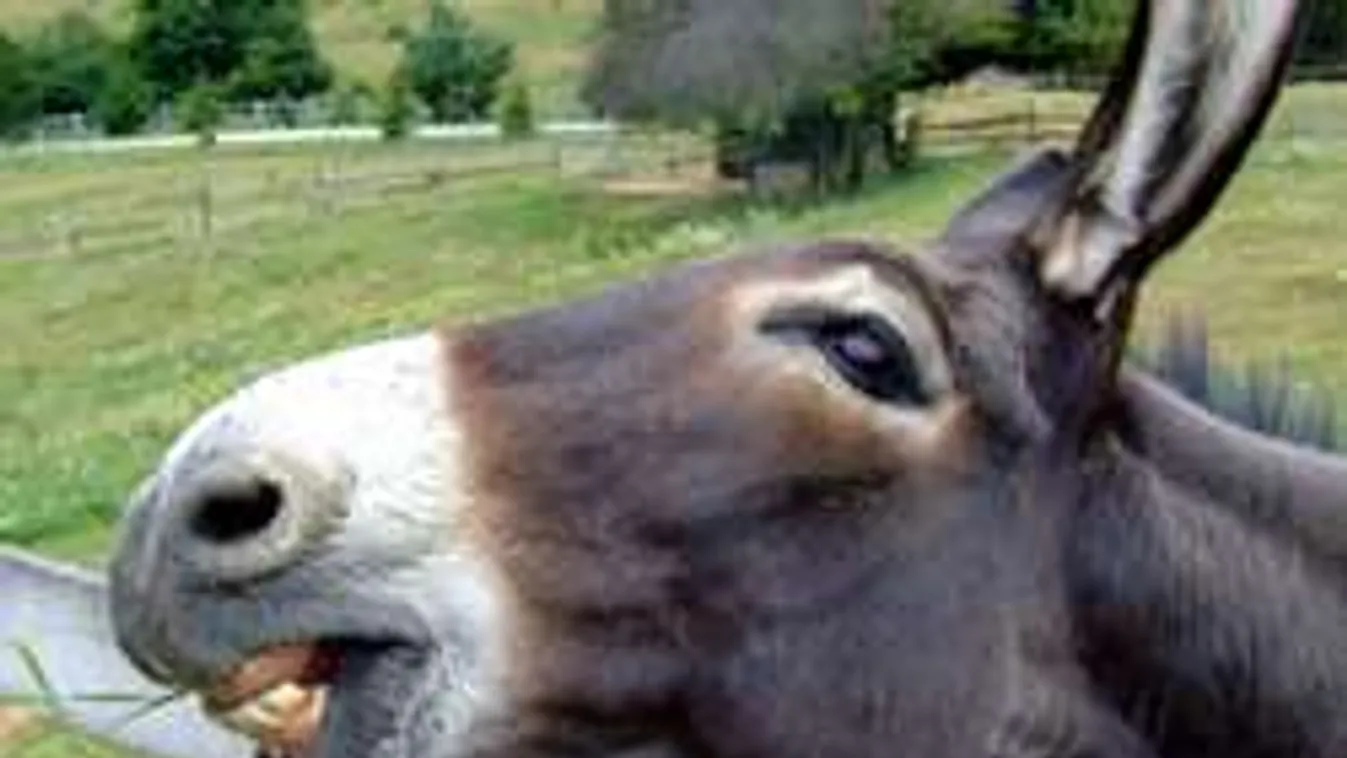 Szamárral szexelt a bekattant farmer, lecsukták