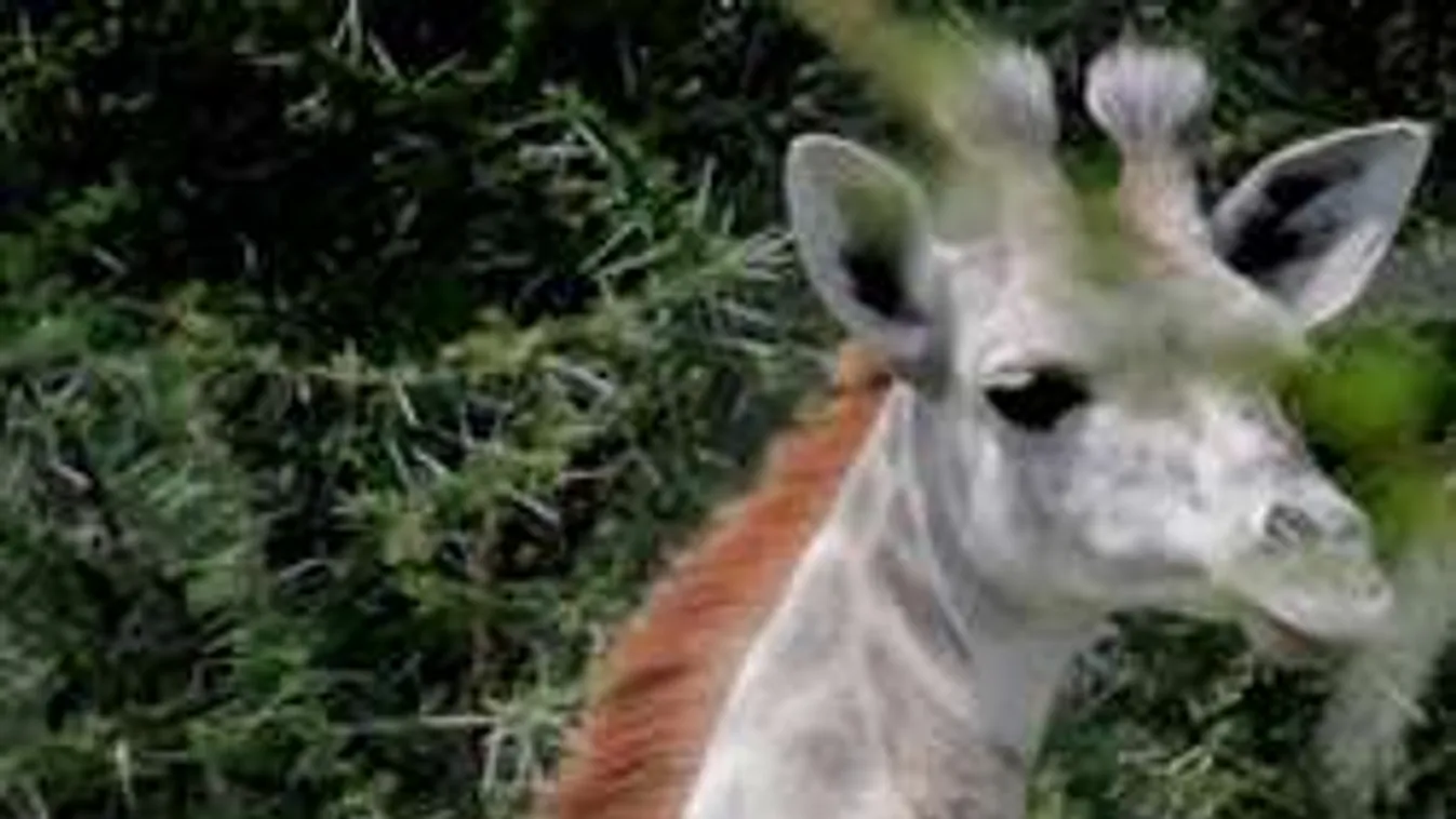 Ritka élőlényre bukkantak a vadonban, ezt neked is látnod kell! - Fotó