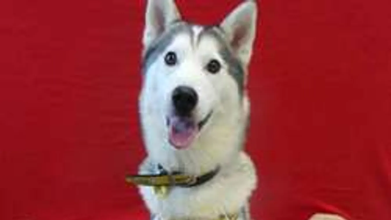 Hihetetlen, mit találtak egy husky bendőjében!