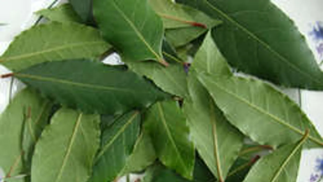 Tégy babérlevelet a homlokodra, csoda történik!