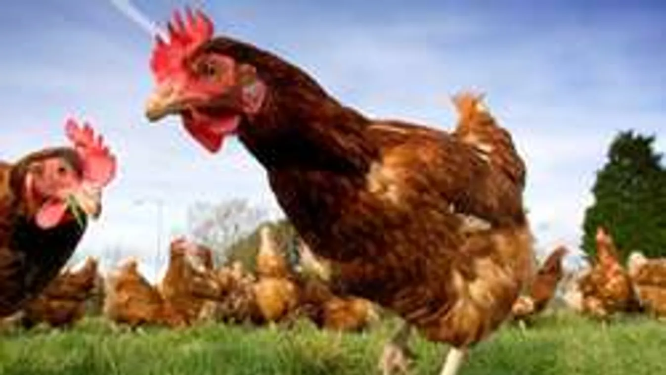 Elképesztő, mire képes ez a csirke!