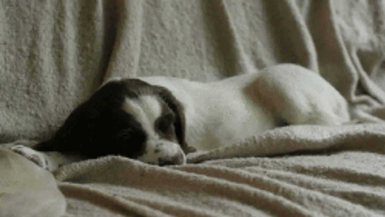 Háziállat az ágyba? Feltétlenül!