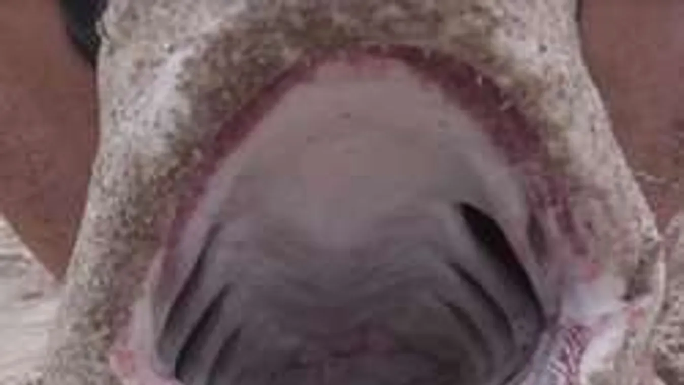 Megharapta a cápa, ezért bosszúból megfogta és megette