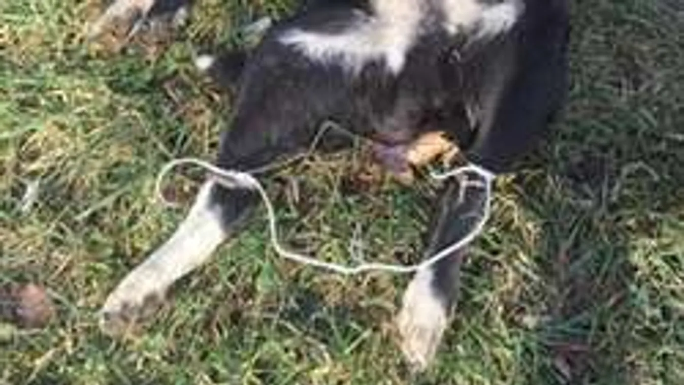 Brutális kutyakivégzés Zalában - nyomravezetői díjat ajánlottak fel!