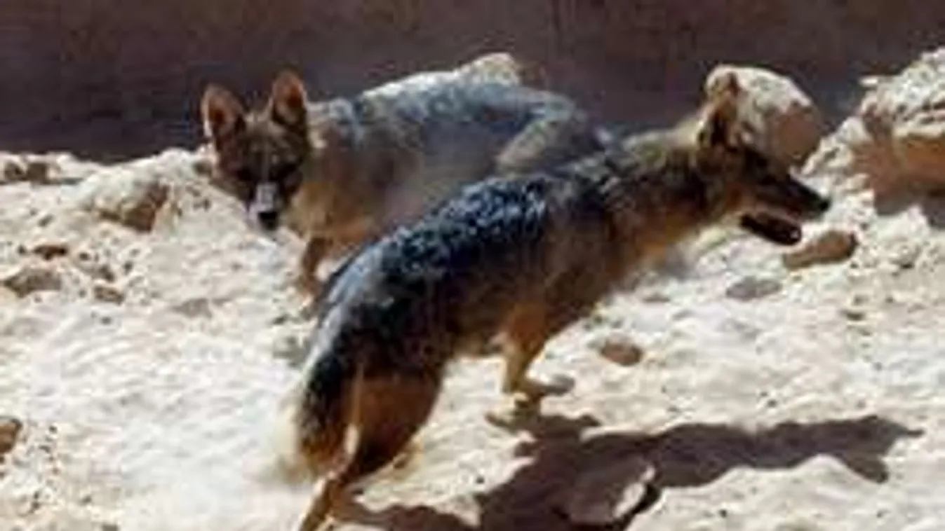 Visszatért Budára a Toldi-féle "toportyánféreg" - kell-e félnünk tőle?