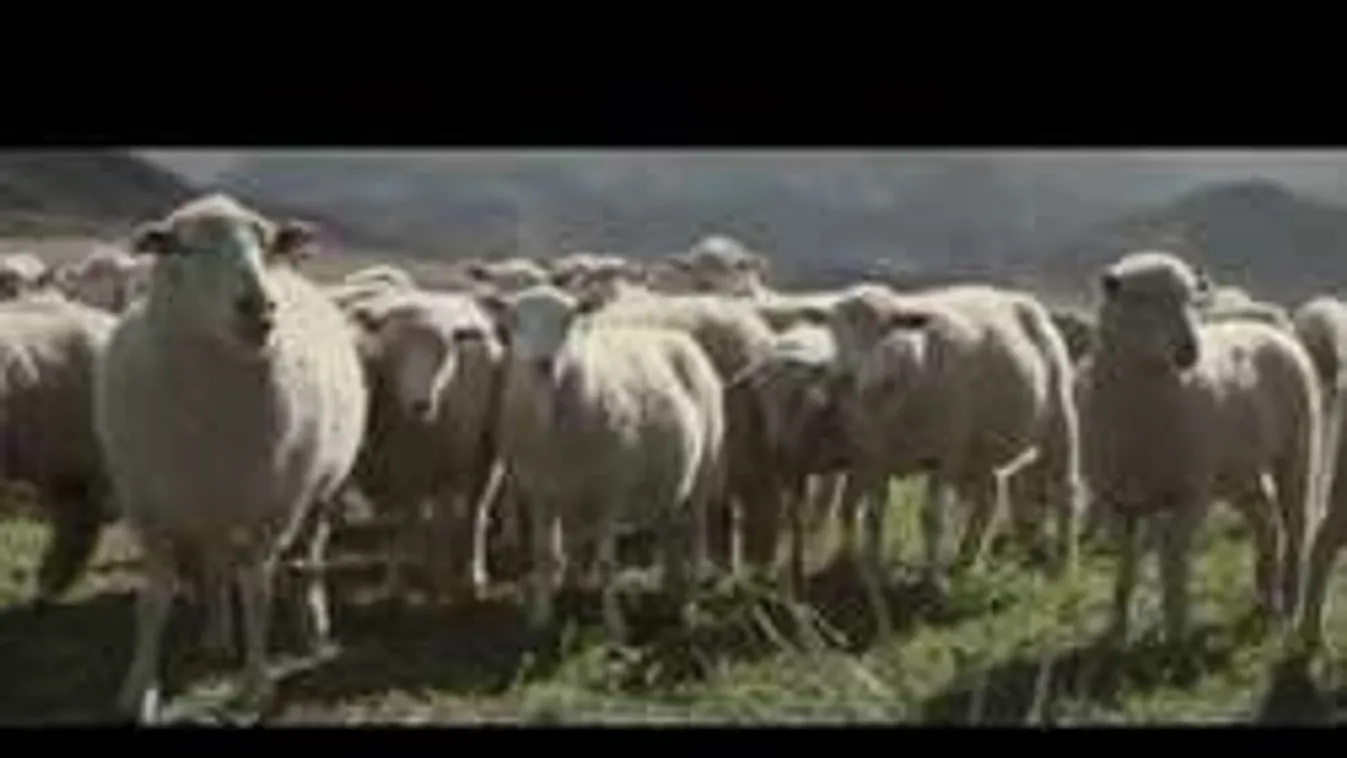 Az idei Super Bowl 5 legjobb reklámja - ne hagyd ki őket!