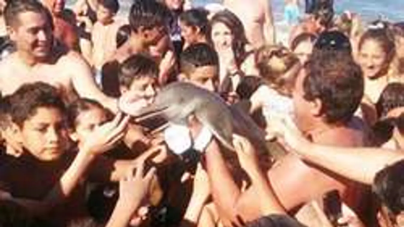 Állatkínzó szelfizők - addig fotózkodtak a delfinnel, míg elpusztult!