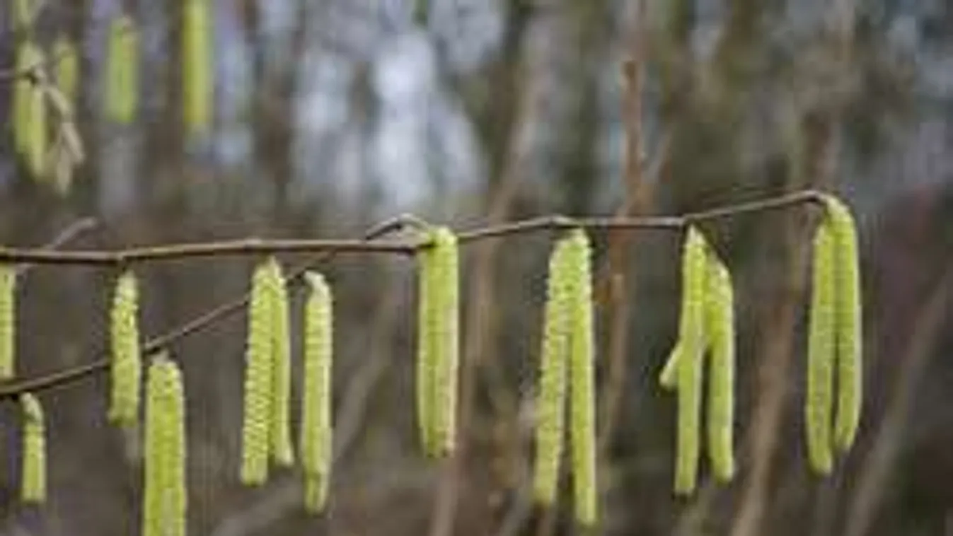 Lesújt az allergiásokra az enyhe idő!