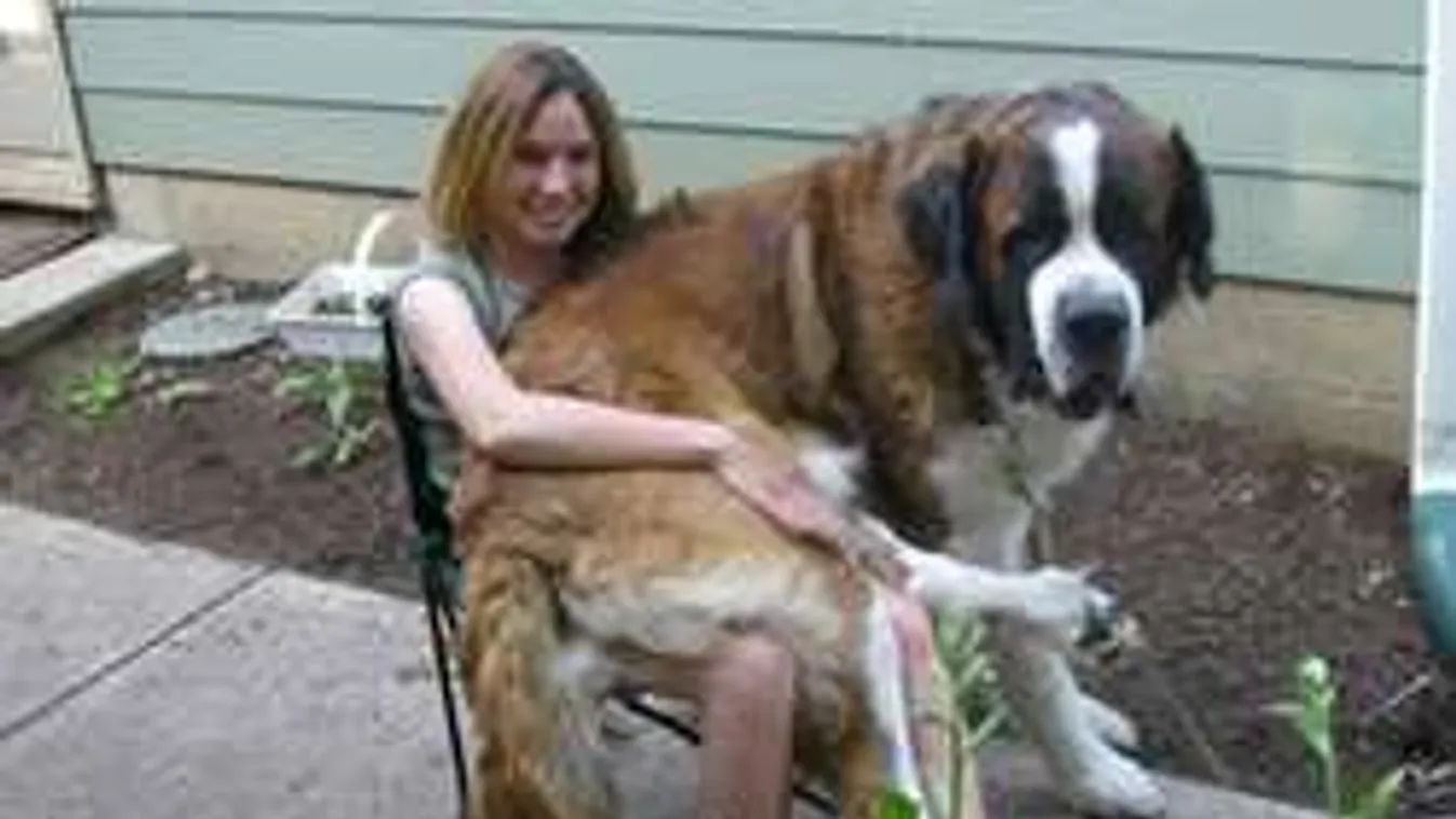 Kutyák, akik soha nem akarnak felnőni