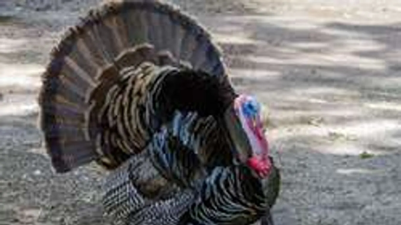 Pulykák támadták meg a postást, csípték, karmolták