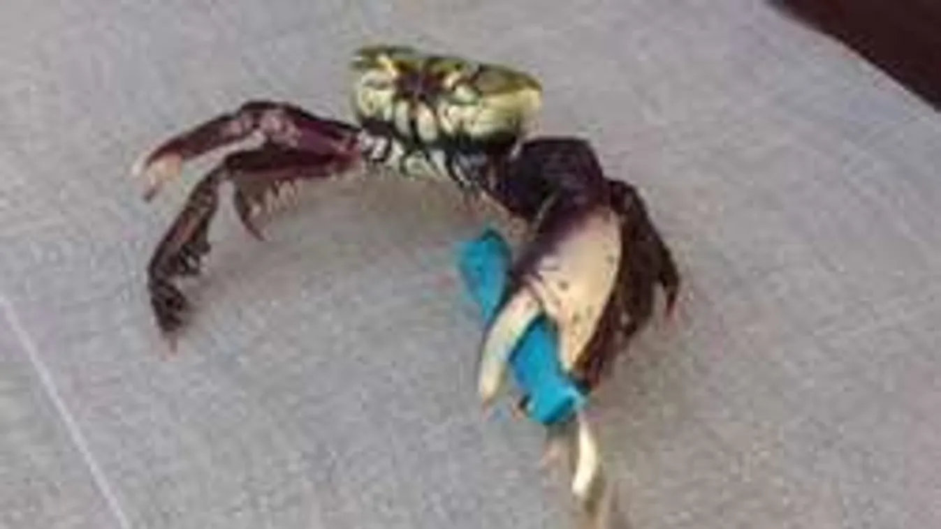 Késsel támadt a primitív lény az emberre! - VIDEÓ