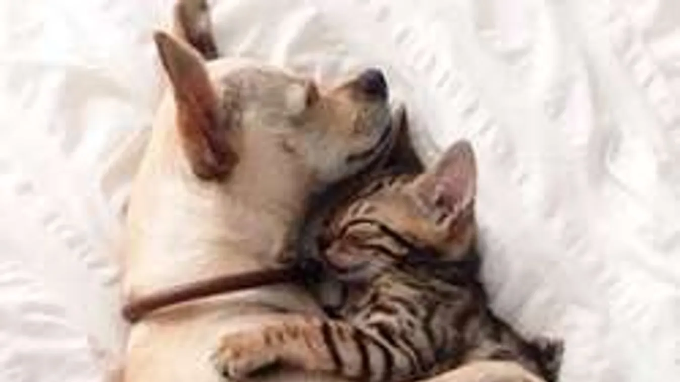 Megtalálták a tudósok azt az egyszerű élelmiszert, amitől biztosan jól alszol