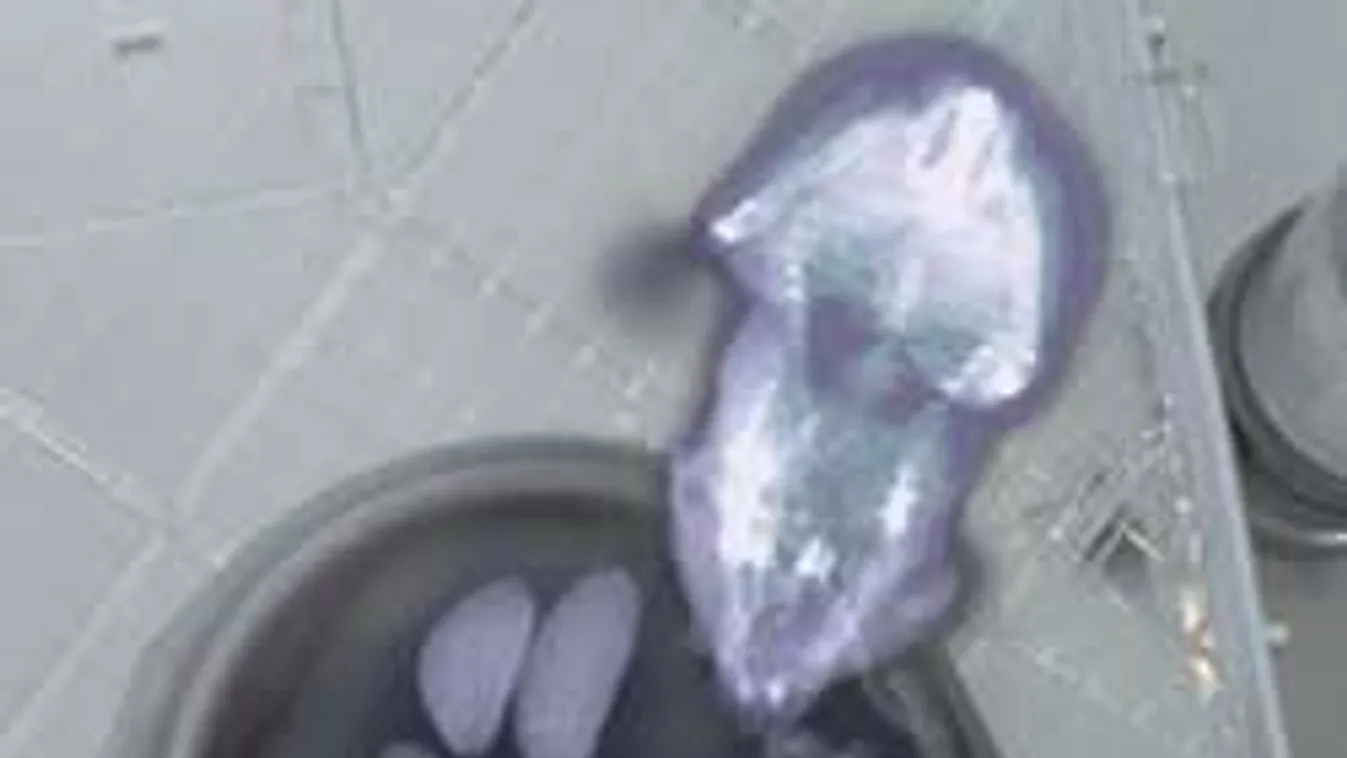 A nap kérdése: Hogyan fér el annyi étel a hörcsög pofazacskójában? Megmutatjuk!