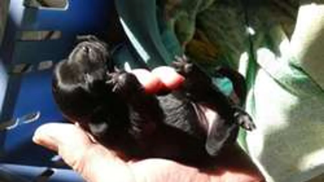 Tenyérnyi kiskutyákat találtak egy nejlonzsákban, Érden!