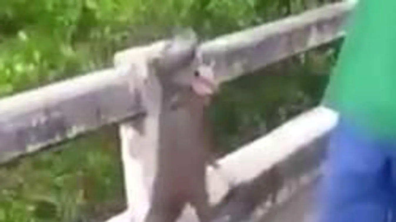 Mutáns szörnyet fogott ki egy rémült horgász, mi lehet ez? - Videó