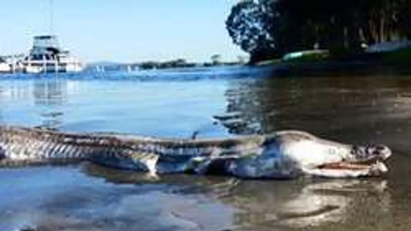 Mélytengeri mutánst vetett ki a víz: Mindenki találgat, mi lehet?