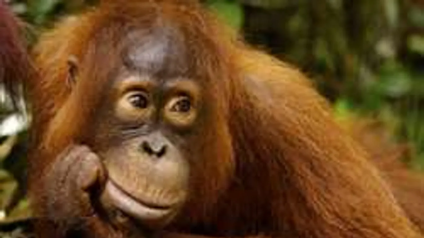 Két évig tartották fához láncolva az orángutánt - videó