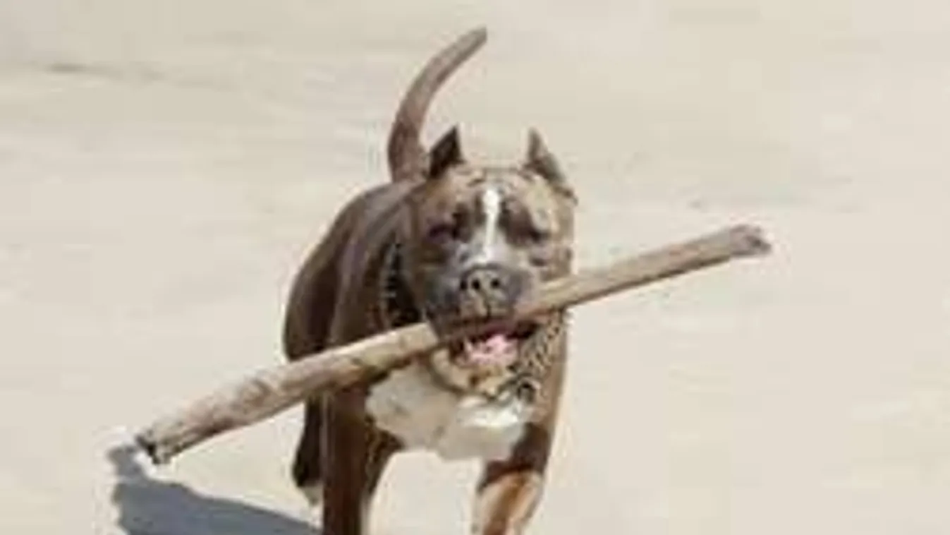 Halálos kutyatámadás: nem lehet az állatot hibáztatni?