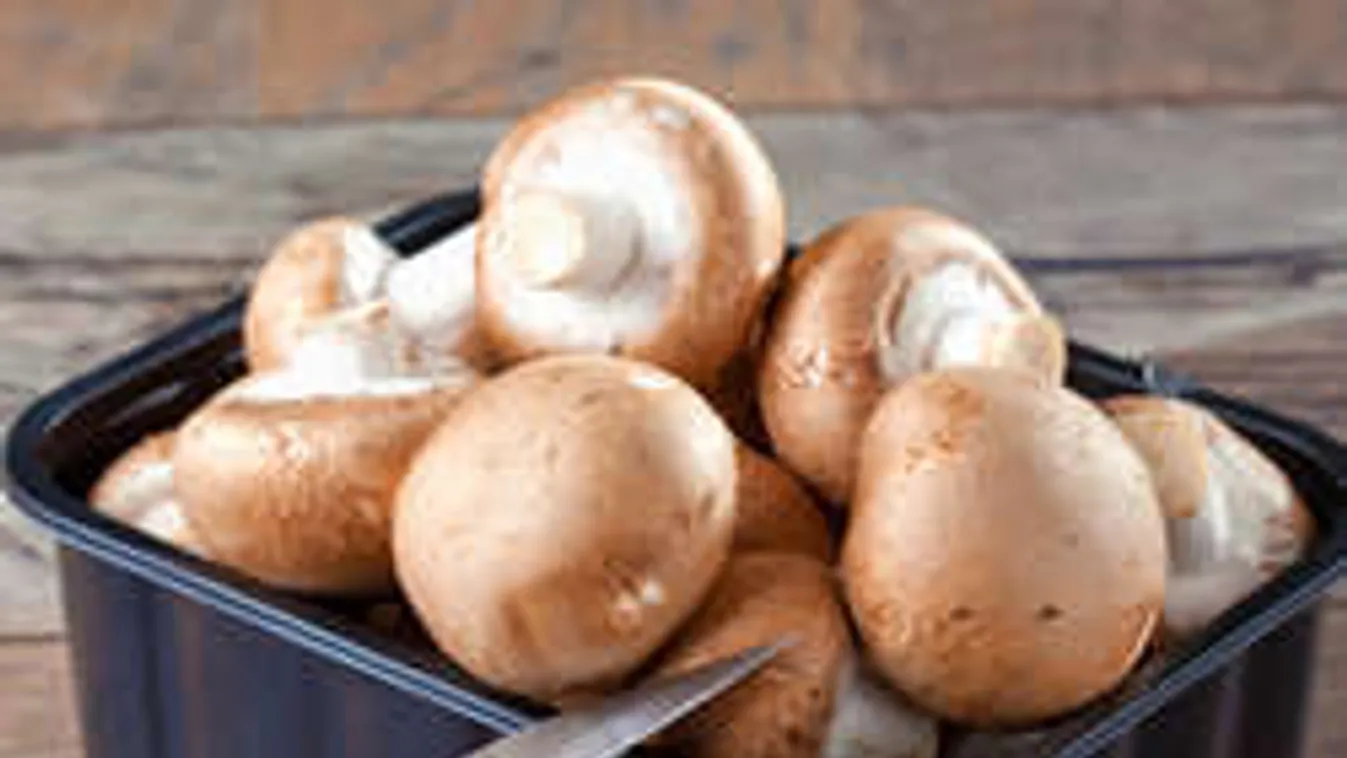 Van egy kartondobozod? Termessz gombát otthon!