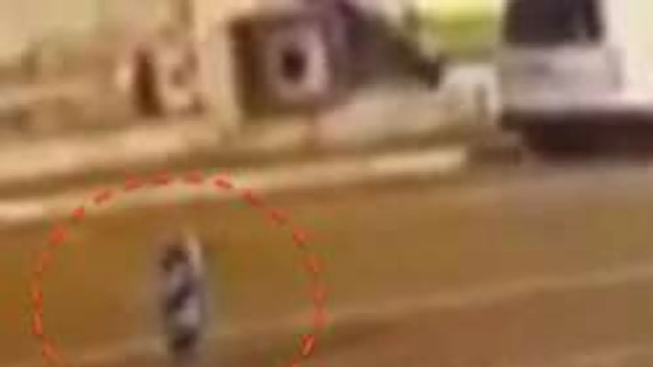 Ismeretlen lény bolyongott egy török város utcáin - videó