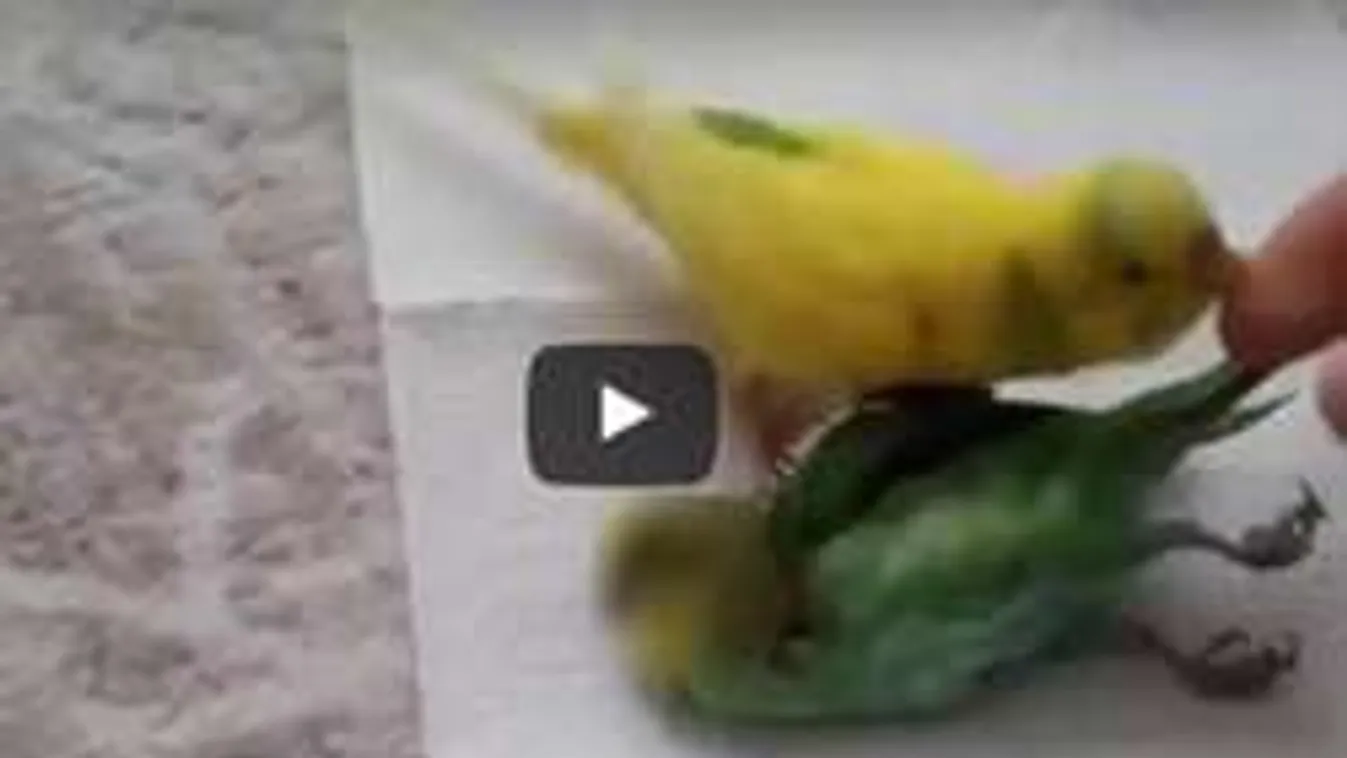 Ilyen az igazi szeretet! Ennél meghatóbb videót ma már nem látsz!