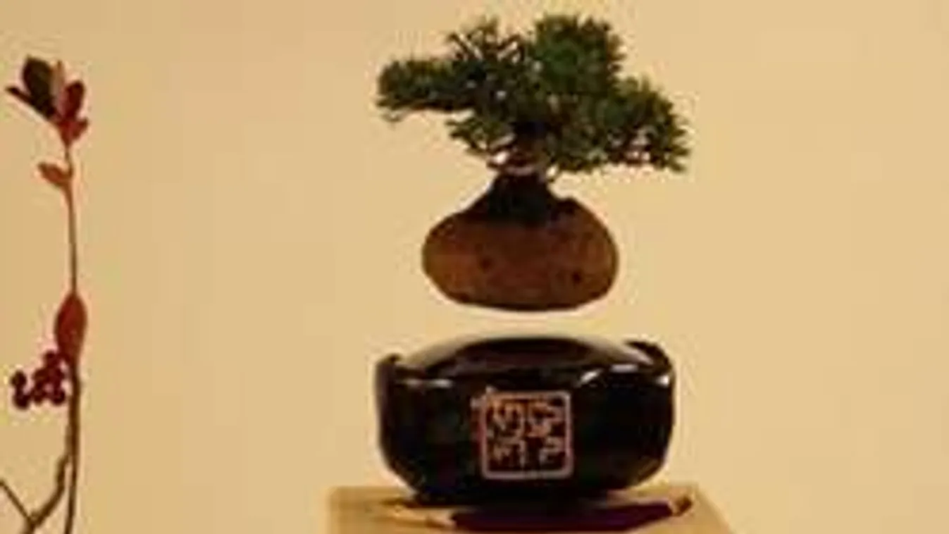 Antigravitációs szobanövény a legújabb őrület