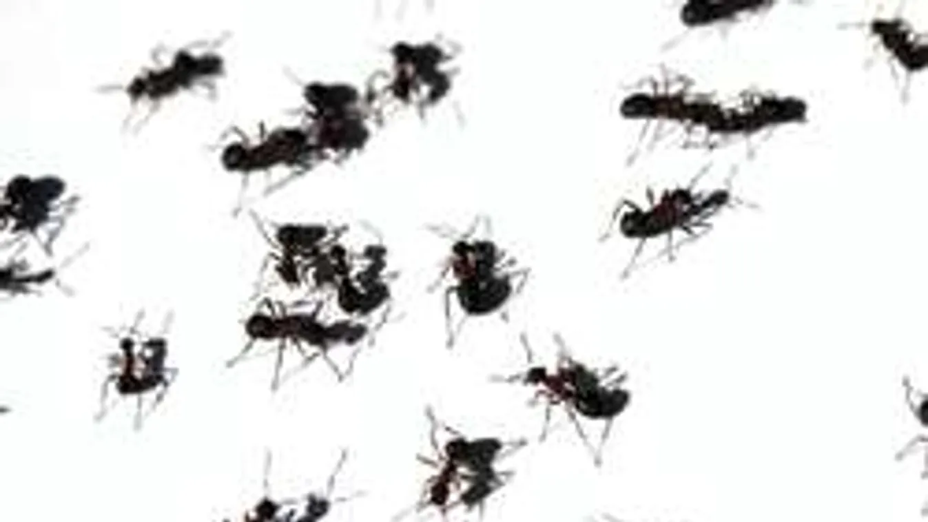 Döbbenetes erővel támadnak a hangyák, mutatjuk, hogy védekezz!