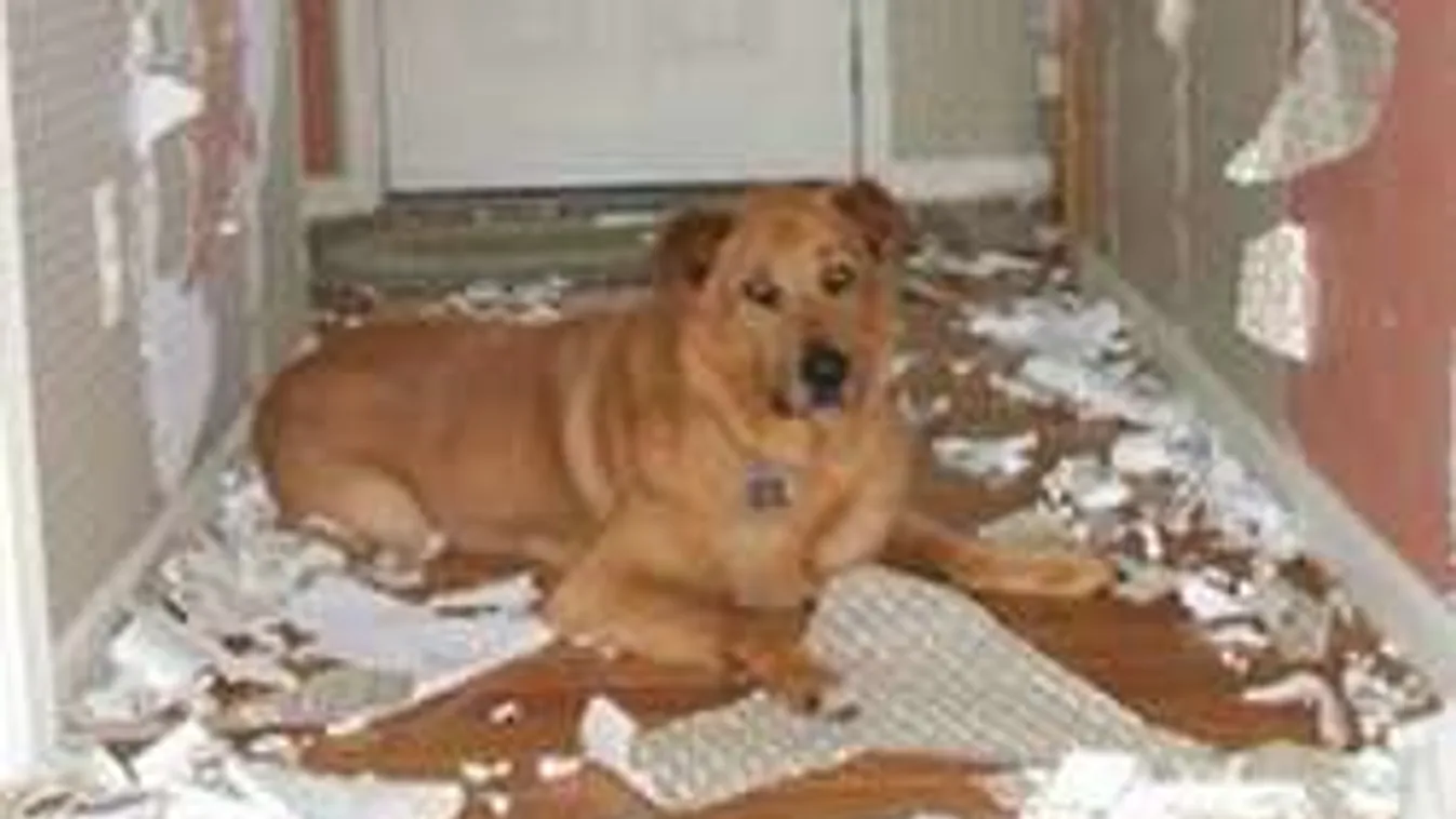 Ez történik, amikor egyedül hagyod otthon a kutyusodat!