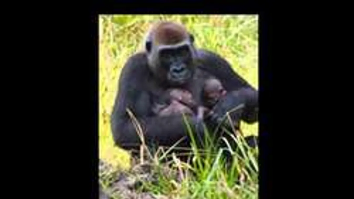 Így szoptatja ikreit a gorillamama - Szívmelengető videó