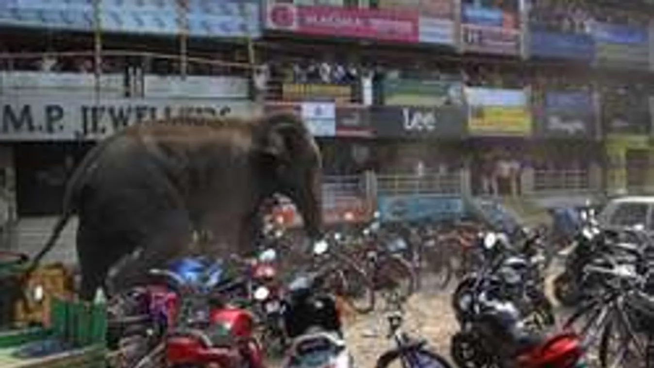 Fél város üldözte az elszabadult elefántot Indiában