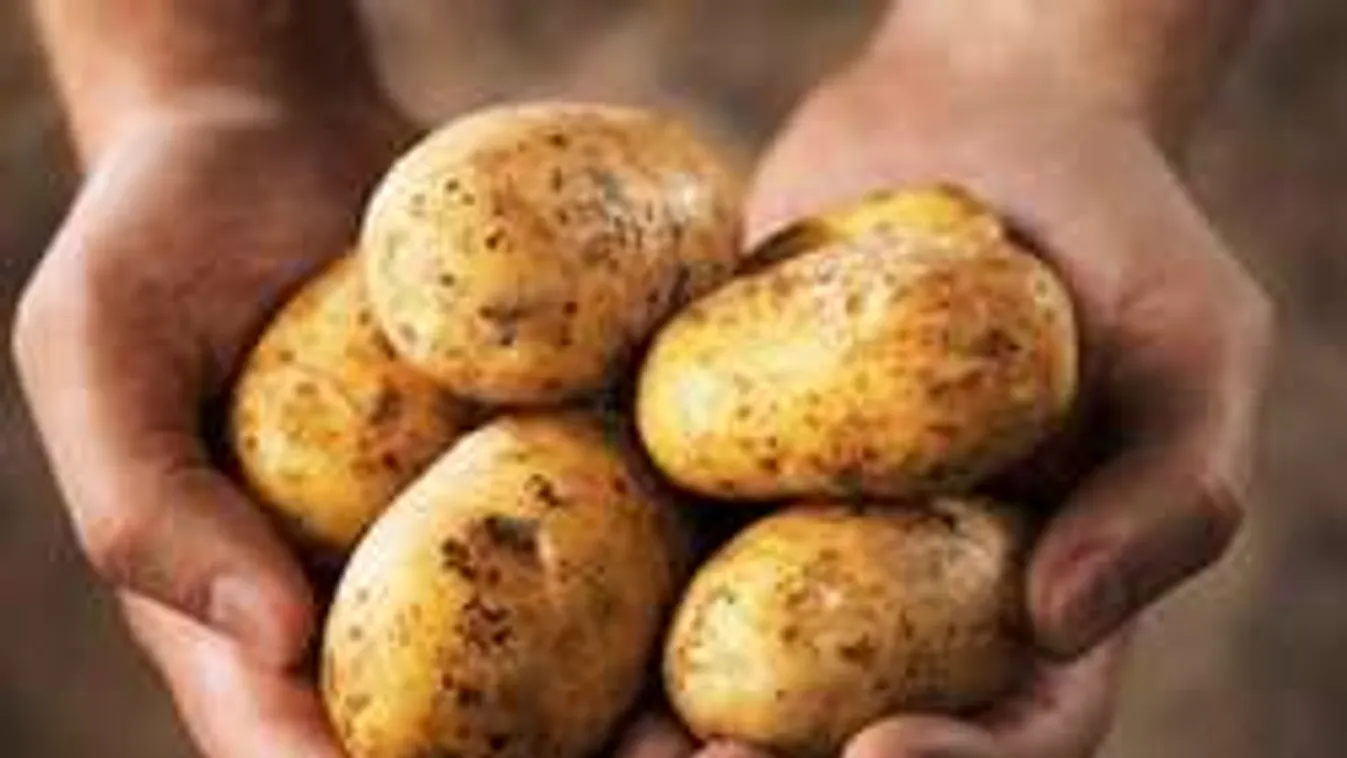 Soha többé ne tedd a krumplit a hűtőbe, életveszélyes!