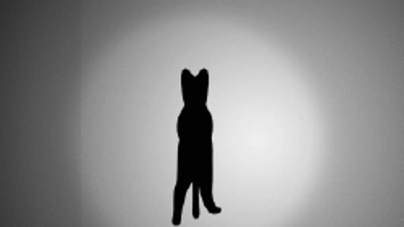 Szerinted merre forog ez a macska? Kiborítja a netet ez a kép!