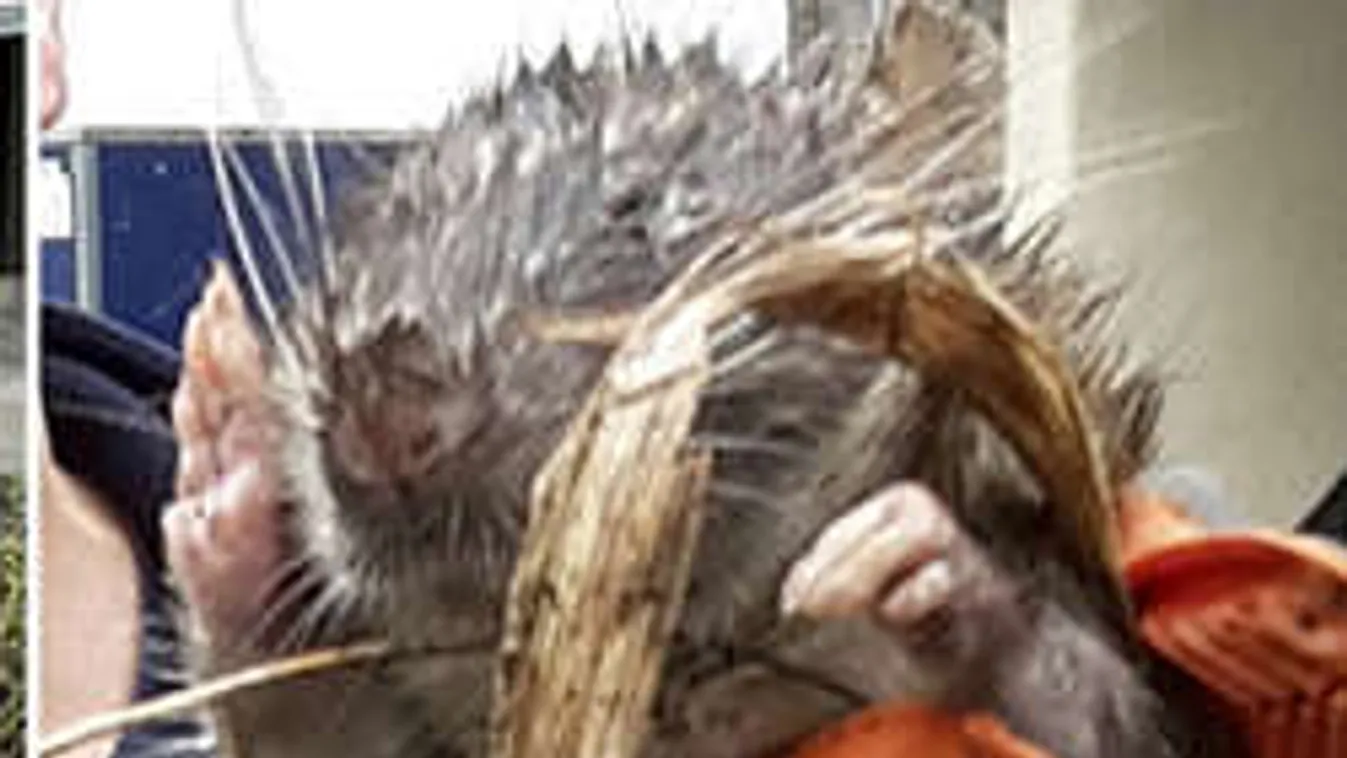 Óriási patkányszörny riogatott egy londoni játszótéren! - Fotó